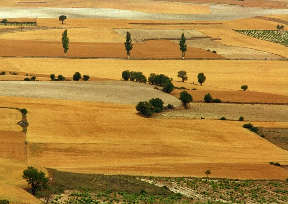 Quesos Barrajón sobre la mesa con pan de pueblo